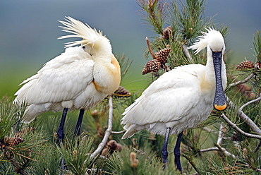 Eurasian Spoonbills displaying, Marquenterre Somme France