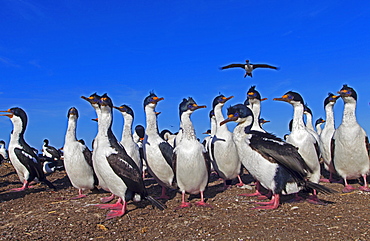 Imperial Cormorants in front of colony, Falkland Islands