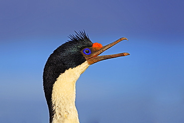 Imperial Cormorant in breeding season, Falkland Islands