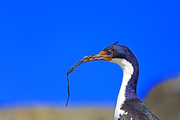 Imperial Cormorant building its nest, Falkland Islands