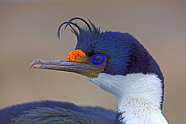 Imperial Cormorant in breeding season, Falkland Islands