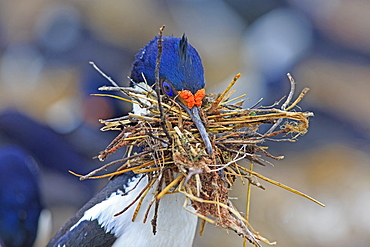 Imperial Cormorant building its nest, Falkland Islands