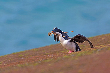 Imperial Cormorant building its nest, Falkland Islands