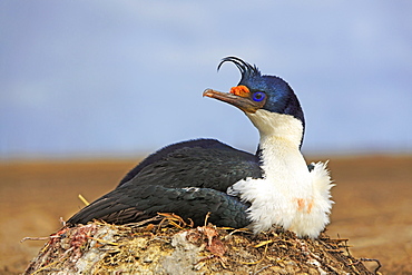 Nesting Imperial shag, Falkland islands