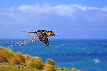 Imperial shag flying with tussac grass- Falkland islands