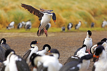 Imperial shag landing in its colony, Falkland islands