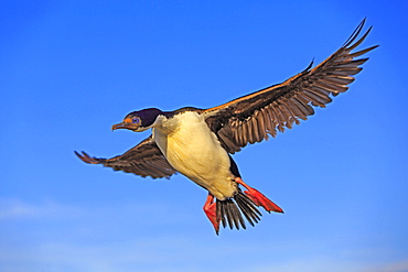 Imperial shag landing in its colony, Falkland islands