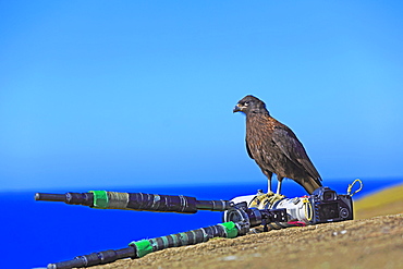 Striated caracara on a camera, Falkland islands