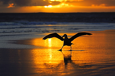 Southern giant petrel on a beach at sunrise-Falkland islands