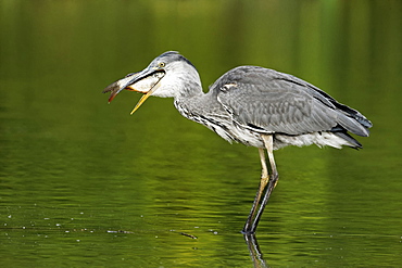 Grey Heron catching fish in water, Midlands Britain UK