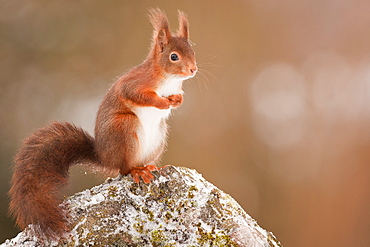 Red squirrel on a rock, Northern Vosges France