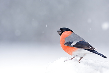 Bullfinch under snow, Northern Vosges France 