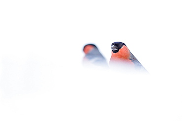 Bullfinches in snow, Northern Vosges France 