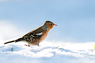 Common Chaffinch in snow, Northern Vosges France 