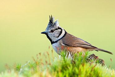 European Crested Tit on moss, France 