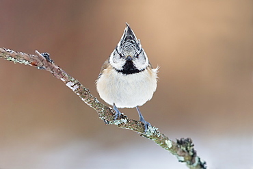 European Crested Tit, Northern Vosges France 