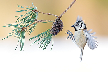 European Crested Tit landing on cone pine, France 