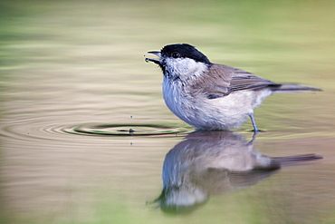 Marsh Tit bathing, Northern Vosges France 