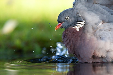 Common Wood Pigeon bathing, Northern Vosges France 