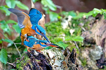 Common Kingfisher mating, Northern Vosges France 