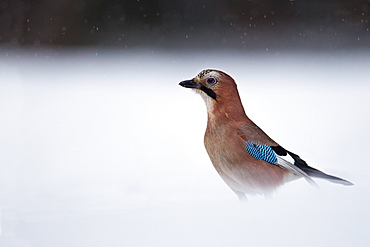 Eurasian Jay in the snow, France 