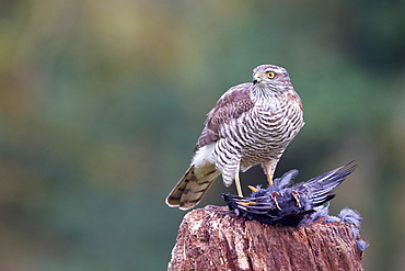 Juvenile male Sparrowhawk with prey, Northern Vosges France 