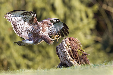 Common Buzzard landing on a stump, Northern Vosges France 