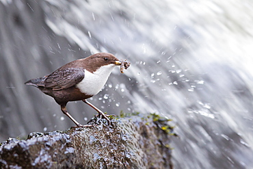 White-throated Dipper with prey, Northern Vosges France