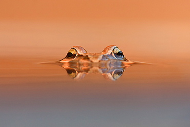 Glance of European Frog, Northern Vosges France 