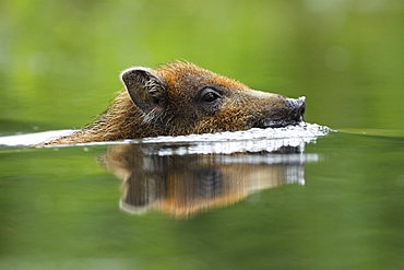 Portrait of Young Wild Boar swimming, Alsace France 