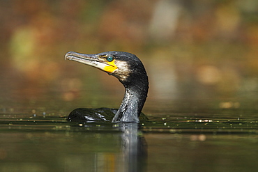 Great Cormorant on the water, Alsace France