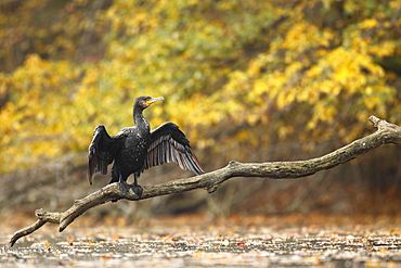 Great Cormorant dries on a branch, Alsace France 