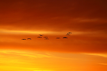 Rosy Greater Flamingoes in flight at sunrise-Camargue France