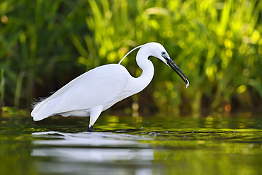 Little Egret catching a fish, Dombes France