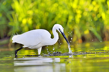 Little Egret catching a fish, Dombes France