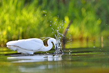 Little Egret catching a fish, Dombes France