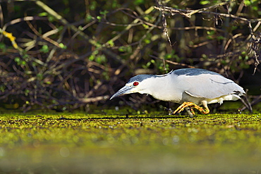 Night Heron fishing on water, Dombes France