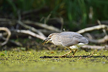 Night Heron catching a frog, Dombes France