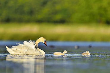 Mute Swan and young on the water -The Dombes France