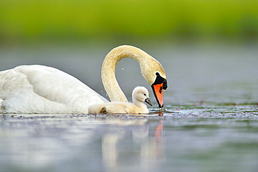 Mute Swan and young on the water -The Dombes France