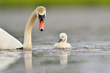 Mute Swan and young on the water -The Dombes France