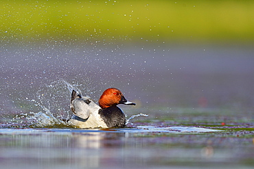 Common Pochard male snorting on water -The Dombes France 