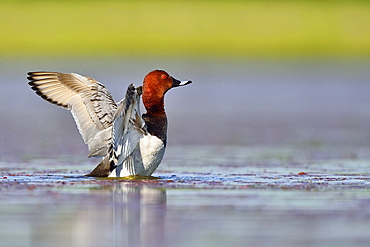 Common Pochard male snorting on water -The Dombes France 