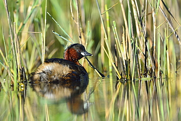 Little Grebe on the water, Dombes France