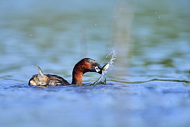 Little Grebe catching a fish on the water, Dombes France