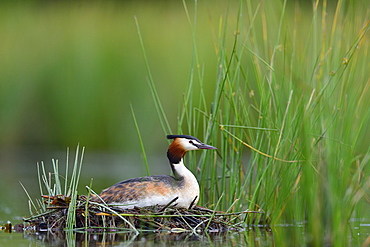 Great Crested Grebe on nest, La Dombes France 