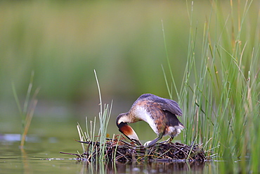 Great Crested Grebe on nest, La Dombes France 