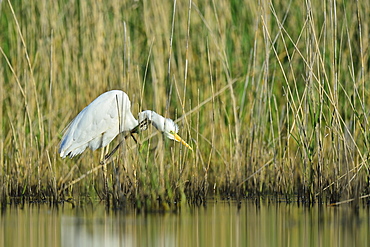 Great Egret fishing in a reed bed -The Dombes France