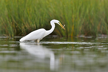 Great Egret fishing in water -The Dombes France