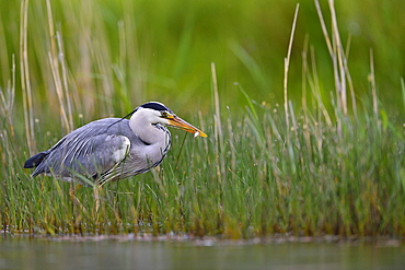 Grey Heron fishing in the water, Dombes France